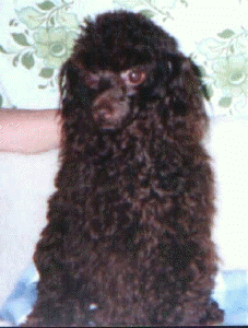 Lotty