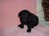 Black Mini Poodle